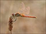 2007-07-27_Zwervende_heidelibel_-_Spaanse Pyreneeen